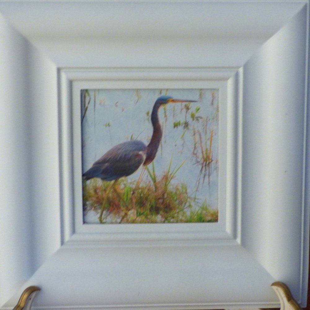 Framed grey  egret